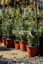 Euonymus Japonica variegatum - imagine 3