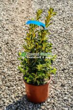 Euonymus Japonica variegatum - imagine 5