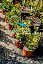 Euonymus Japonica variegatum - imagine 6