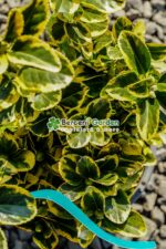Euonymus Japonica variegatum - imagine 7