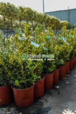 Euonymus Japonica variegatum