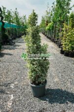 Euonymus Japonica variegatum