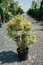 Euonymus Japonica variegatum - imagine 2