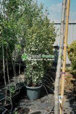 Euonymus Japonica variegatum - imagine 3