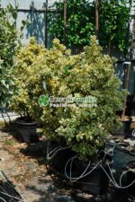 Euonymus Japonica variegatum - imagine 4