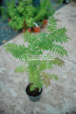 Sorbaria Sorbifolia Sem ( Sorbaria Sorbifolia ) - imagine 3