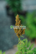 Sorbaria Sorbifolia Sem ( Sorbaria Sorbifolia ) - imagine 4