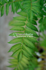Sorbaria Sorbifolia Sem ( Sorbaria Sorbifolia ) - imagine 5