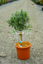 Lavandula angustifolia spicata PA ( Lavanda englezeasca Blue )