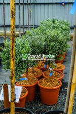 Lavandula angustifolia spicata PA ( Lavanda englezeasca Blue ) - imagine 2