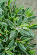 Lavandula angustifolia spicata PA ( Lavanda englezeasca Blue ) - imagine 3