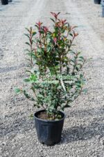 Photinia fraseri Carre Rouge  ( Photinia Carre Rouge )