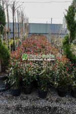 Photinia fraseri Carre Rouge  ( Photinia Carre Rouge ) - imagine 2