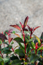 Photinia fraseri Carre Rouge  ( Photinia Carre Rouge ) - imagine 3