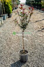 Photinia fraseri Carre Rouge PA mini ( Photinia Carre Rouge )