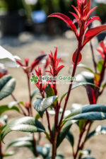 Photinia fraseri Carre Rouge PA mini ( Photinia Carre Rouge ) - imagine 2