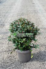 Photinia fraseri Carre Rouge Glob ( Photinia Carre Rouge  )