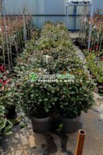 Photinia fraseri Carre Rouge Glob ( Photinia Carre Rouge  ) - imagine 2