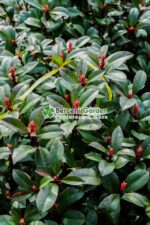 Photinia fraseri Carre Rouge Glob ( Photinia Carre Rouge  ) - imagine 3