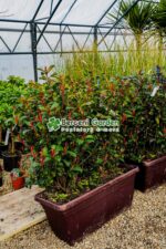 Photinia fraseri Carre Rouge jardiniera ( Photinia Carre Rouge )