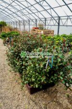 Photinia fraseri Carre Rouge jardiniera ( Photinia Carre Rouge ) - imagine 2
