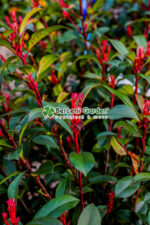 Photinia fraseri Carre Rouge jardiniera ( Photinia Carre Rouge ) - imagine 3