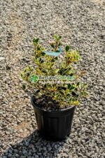 Ilex aquifolium Variegatum ( Ilex englezesc variegat )