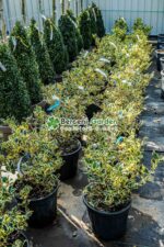 Ilex aquifolium Variegatum ( Ilex englezesc variegat ) - imagine 2