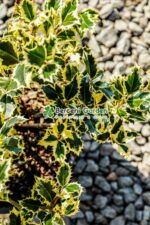 Ilex aquifolium Variegatum ( Ilex englezesc variegat ) - imagine 3