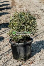 Ilex aquifolium Variegatum glob ( Ilex englezesc variegat )