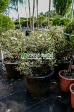 Ilex aquifolium Variegatum glob ( Ilex englezesc variegat ) - imagine 2