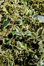 Ilex aquifolium Variegatum glob ( Ilex englezesc variegat ) - imagine 3