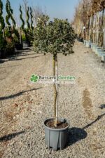Ilex aquifolium Argenteomarginata PA ( Laur sfant Argenteomarginata PA )