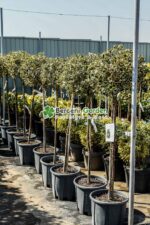 Ilex aquifolium Argenteomarginata PA ( Laur sfant Argenteomarginata PA ) - imagine 2