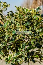 Ilex aquifolium Argenteomarginata PA ( Laur sfant Argenteomarginata PA ) - imagine 3