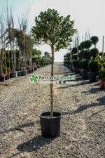 Ilex x Nellie R. Stevens PA ( Laur sfant Nellie R. Stevens PA )