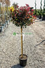Photinia X fraseri nana PA mini ( Photinia X fraseri nana )
