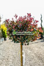 Photinia X fraseri nana PA mini ( Photinia X fraseri nana ) - imagine 2