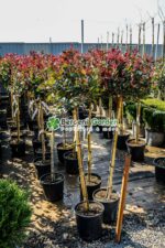 Photinia X fraseri nana PA mini ( Photinia X fraseri nana ) - imagine 3