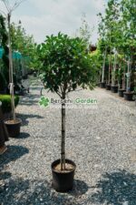 Photinia serrulata Red Robin PA ( Photinia Red Robin )