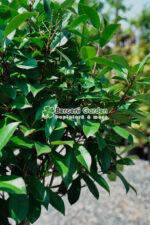 Photinia serrulata Red Robin PA ( Photinia Red Robin ) - imagine 2