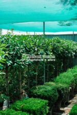Photinia serrulata Red Robin PA ( Photinia Red Robin ) - imagine 3