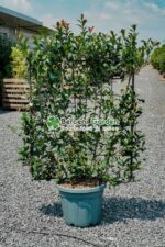 Photinia serrulata Red Robin Spalier ( Photinia Red Robin Spalier )