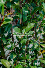 Photinia serrulata Red Robin Spalier ( Photinia Red Robin Spalier ) - imagine 2