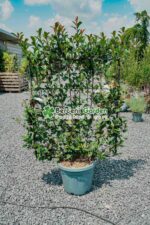 Photinia serrulata Red Robin Spalier ( Photinia Red Robin Spalier ) - imagine 3