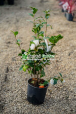 Camellia japonica ( Camelie japoneza )