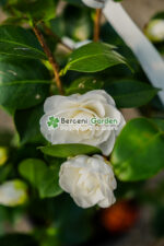 Camellia japonica ( Camelie japoneza ) - imagine 2