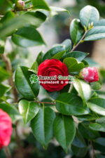 Camellia japonica ( Camelie japoneza ) - imagine 3