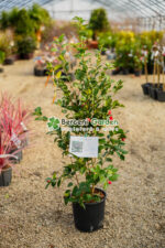Camellia japonica ( Camelie japoneza )
