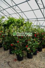 Camellia japonica ( Camelie japoneza ) - imagine 2